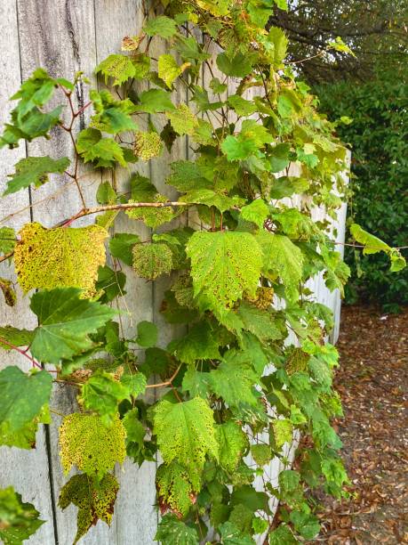 istock Ivy  On Wooden Fence 1297516124
