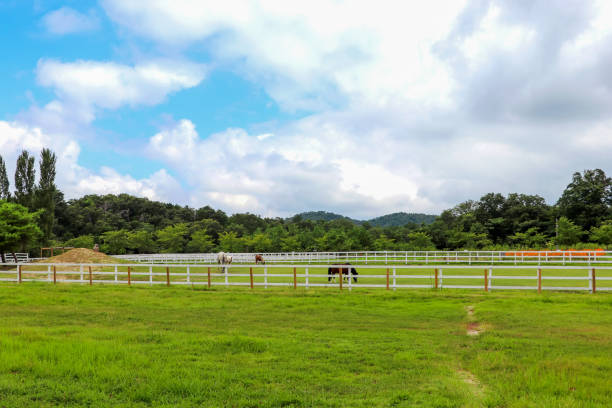 istock Calm farm covered with green grass 1297516798