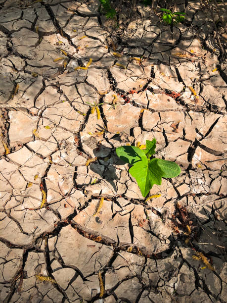 Resilient Green Plant Grows During Drought
