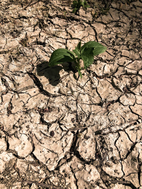 istock Resilient Green Plant Grows During Drought 1297518130