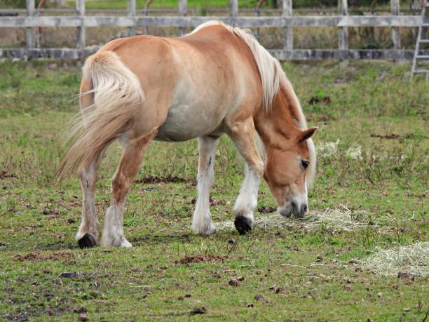 istock Horse (Equus ferus caballus) grazing on alfalfa 1297521336