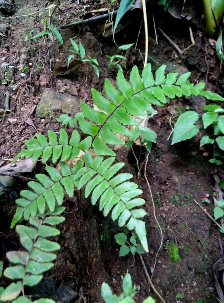 fresh green ferns - plants on a wet - moisture surface - ground in Kandy, Sri Lanka stock photo