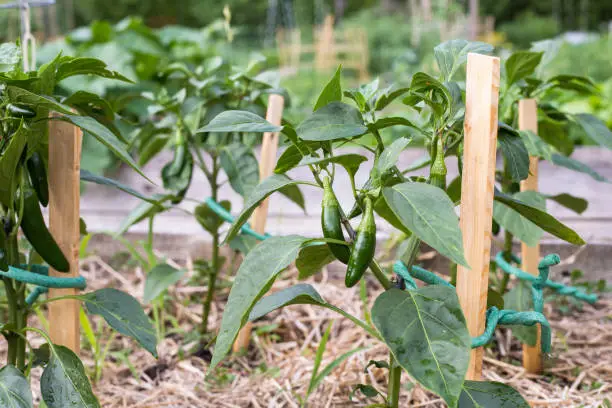 Small green peppers on branches growing in the community garden