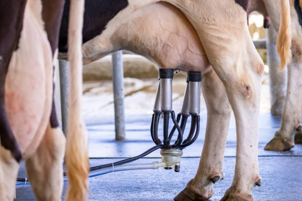 Image of cow milking facility, Milking cow with milking machine and mechanized milking equipment. stock photo