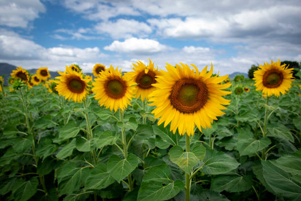 istock Image of sunflower field with cloudy blue sky. 1297527956