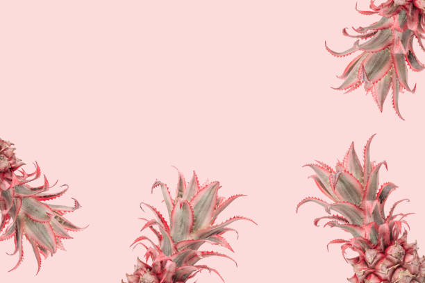 istock Tropical Pineapples background. Creative summer arrangement pastel pink colored with decorative plant. 1297528197