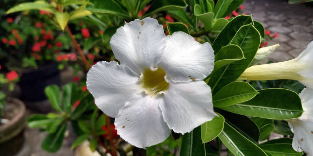 istock adenium flower high resolution image stock 1297528964