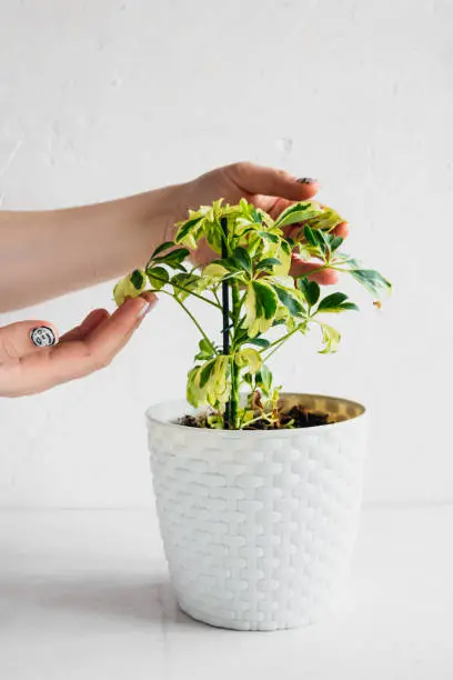 Photo of hands touches the leaves Schefflera in white wicker pot on white background. Unpretentious popular home plants. Vertical content, selective focus