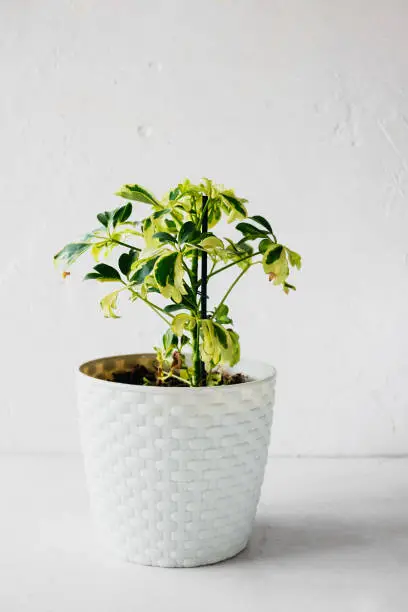 Photo of Schefflera in white wicker pot on white background. Unpretentious popular home plants. Vertical content, selective focus