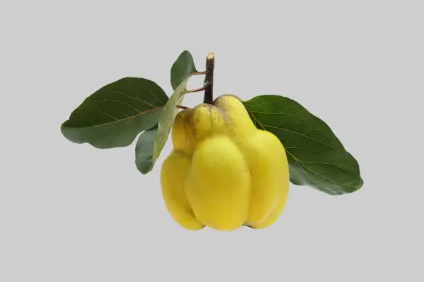 Ripe yellow quince tree fruit isolated on gray background.
