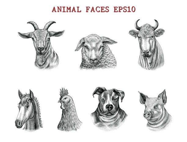 ilustraciones, imágenes clip art, dibujos animados e iconos de stock de caras animales dibujar a mano estilo de grabado blanco y negro arte fotográfico aislado sobre fondo blanco - engraved image illustrations