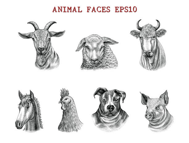 twarze zwierząt ręcznie rysować grawerowanie stylu czarno-biały clipart izolowane na białym tle - animal head obrazy stock illustrations