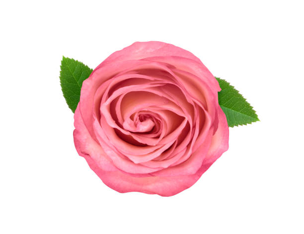 istock pink rose isolated on white background love valentine 1297531065
