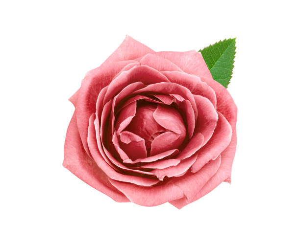 istock Pink coral rose flowers isolated on white background 1297532814