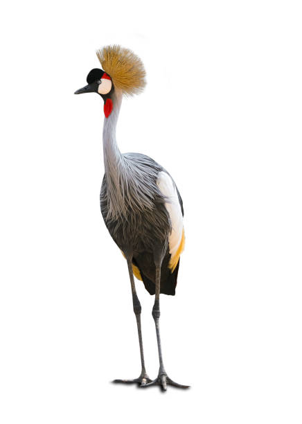 istock Beautiful poultry crowned crane. Animal concept. On white background. 1297533877