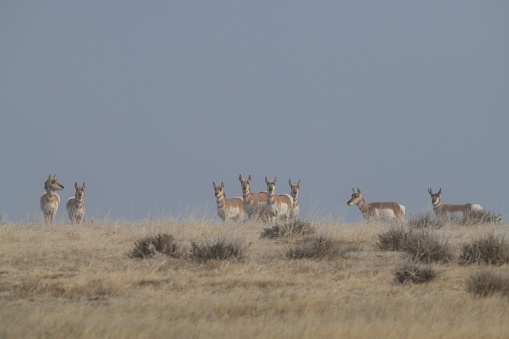 Foggy morning with antelope watching and looking at camera