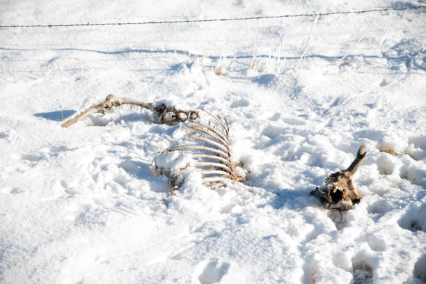 istock Pronghorn/antelope skeleton in snow 1297535279