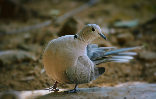 A ring necked dove (Streptopelia capicola) looking curiously