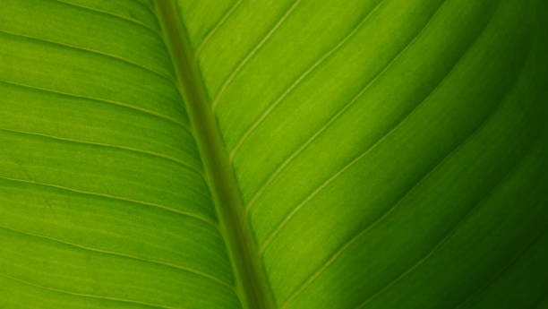istock Banana leaves close up 1297537713
