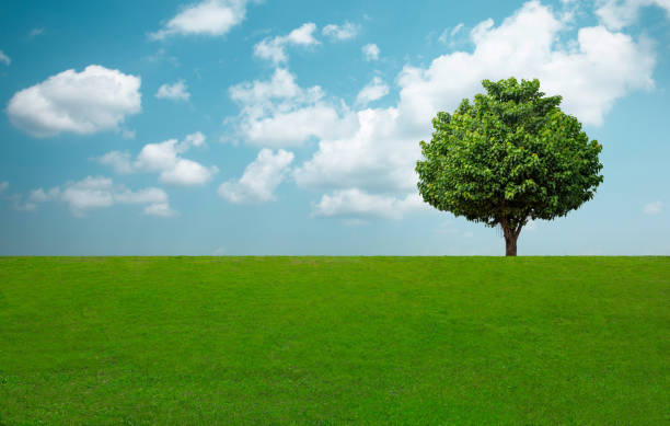 istock Green tree and grass field with white clouds and blue sky. 1297540475