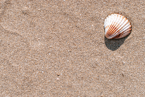 Summer concept background with seashells, shells on sand tropical sea beach. Design of summer vacation holiday concept