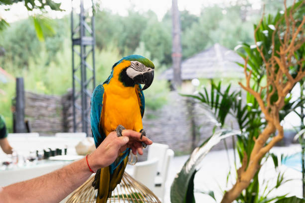 istock Beautiful colorful parrot sit on male hand 1297540620