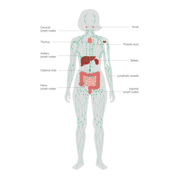 Lymphaticsystem Stock Illustration - Download Image Now - Lymph
