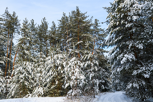 Forest landscape with snow on pine trees