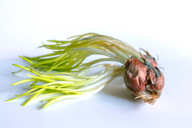 Shallots are sprouting young leaves isolated on a white background.