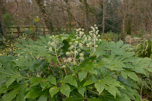 Fatsia japonica is an Evergreen Shrub with Autumn White Flowers and Native to Japan, Korea and Taiwan