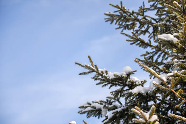 istock Winter scene - snowfall in the woods 1297545994