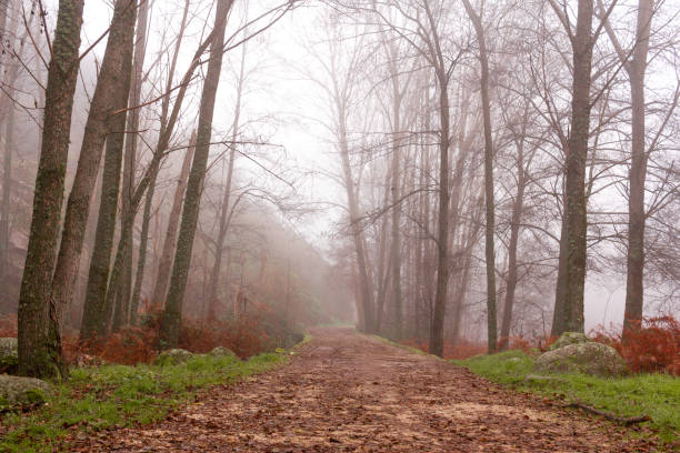 istock Way between poplars on a foggy day. Mysterious straight path in a magical forest. Selective focus. 1297546202