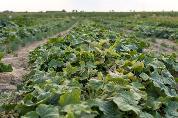 istock cucumber growing in the field 1297546736