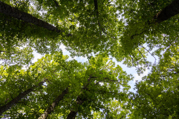 istock Green treetops. Chestnut forest. Foliage. 1297548042