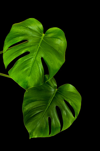 green leaves of a tropical monstera plant isolated on a black background