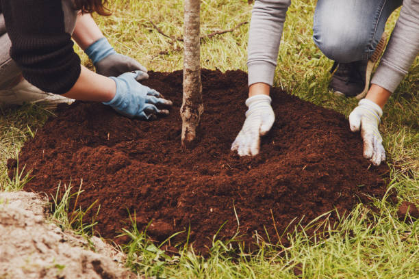 Young married couple in work uniform with shovel plant tree sapling in ground Young married couple in work uniform with shovel plant tree sapling in ground. Background for gentrification of territory. Concept of landscaping, nature, environment and ecology. Copy space planting stock pictures, royalty-free photos & images