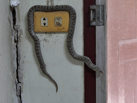 The Banded kukri snake ( Oligodon fasciolatus ) on electrical socket  on old gray wall, ,Black stripes on the body of gray reptile, Poisonous reptile hiding in home