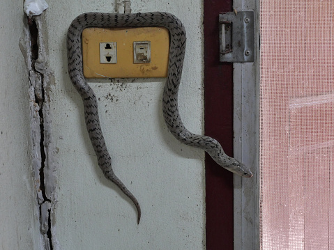 The Caspian whipsnake (Dolichophis caspius, sometimes also Coluber caspius) also known as the large whipsnake (among various other species in genus Dolichophis/Coluber), is a common species of whipsnake found in the Balkans and parts of Eastern Europe.\nDescription:\nThe Caspian whipsnake is perhaps the largest species of snake in Europe. It typically grows to around 140–160 cm in length, though a few may exceed a length of 200 cm. The record sized specimen was approximately 250 cm. Body mass can be commonly from 120 to 673 g. This species is not venomous and is mostly active during the day. The head is joined to the body by a thick neck. Its pupils are round. Nineteen rows of smooth scales can be found at the middle body, though rarely there may be seventeen. Dorsal scales each have two apical pits at the posterior edge. The center of the scale is lighter in colour than the edges. The dorsal side is grey-brown and features markings which are distinctive in juveniles and young snakes but fade with age. The ventral side is light yellow or white (source Wikipedia).\n\nThis Picture is made during a Vacation in Bulgaria in May 2018.