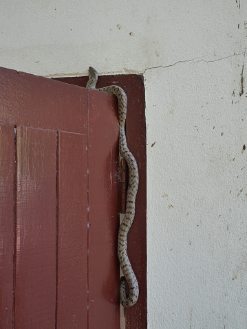 The Banded kukri snake ( Oligodon fasciolatus ) on red wooden door at old gray wall, ,Black stripes on the body of gray reptile, Poisonous reptile hiding in home
