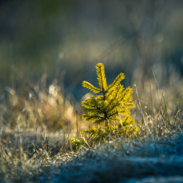 istock A beautiful conifer tree in the spring. Spikes and branches of spruce tree. 1297552521