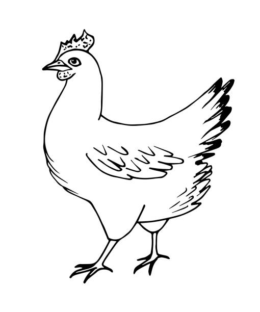 handgezeichnete einfache vektorskizze mit schwarzem umriss. geflügel, huhn, legehenne, landwirtschaft, tier. bio-bauernhof, etikett, färbung. tintenzeichnung. - livestock isolated young animal chicken stock-grafiken, -clipart, -cartoons und -symbole