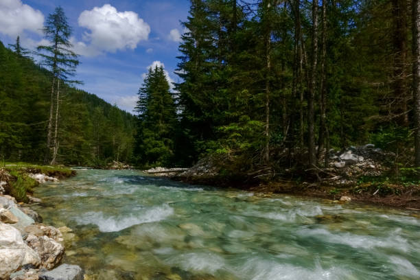 istock clear cold mountain stream and green trees in a nature reserve 1297556414