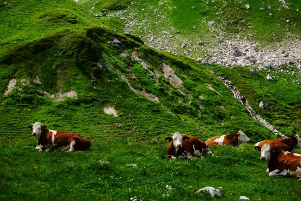 cows lying in a fresh green meadow while hiking in the summer