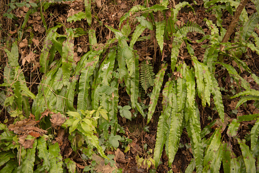 Asplenium scolopendrium is an Evergreen Fern Native to the Northern Hemisphere