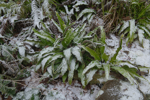 Asplenium scolopendrium is an Evergreen Fern Native to the Northern Hemisphere