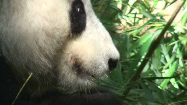 (HD1080i) Giant Panda Eating