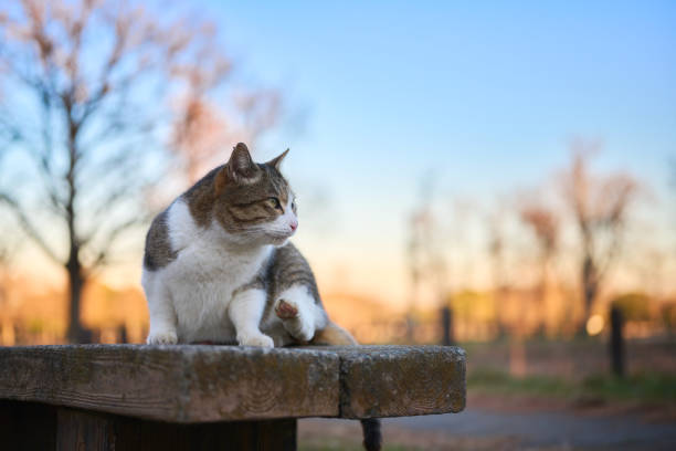 Picture of a white patched tabby cat relaxing on a bench in a park looking away with the evening sky in the background