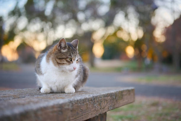 istock Stray cat sitting on a bench in a park in the evening 1297561052
