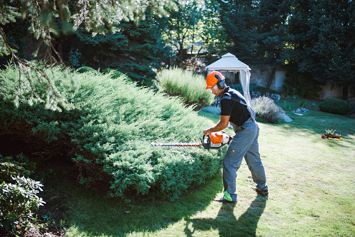 Professional gardener with protective equipment cutting hedge with electric saw in garden.
