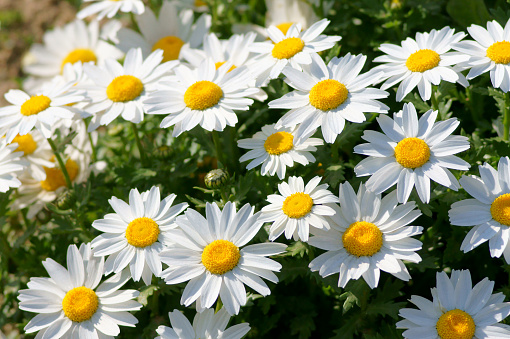 Close-up on daisies